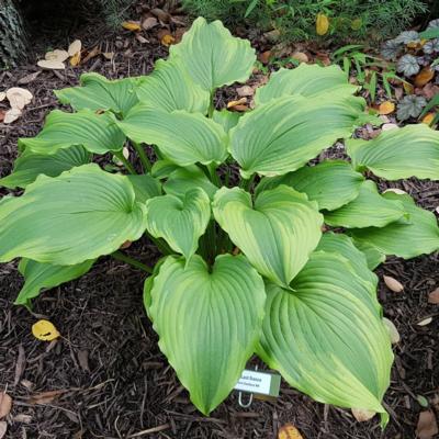 Hosta 'One Last Dance' Hosta 'One Last Dance'